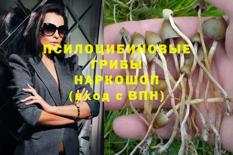 Псилоцибиновые грибы MAGIC MUSHROOMS  Петровск-Забайкальский 